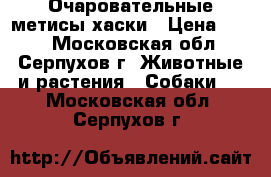 Очаровательные метисы хаски › Цена ­ 500 - Московская обл., Серпухов г. Животные и растения » Собаки   . Московская обл.,Серпухов г.